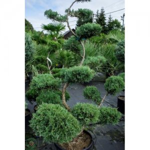 Borievka prostredná Juniperus media ´PFITZERIANA GLAUCA´(-30°C) – 150-160cm, kont.C45L – BONSAJ